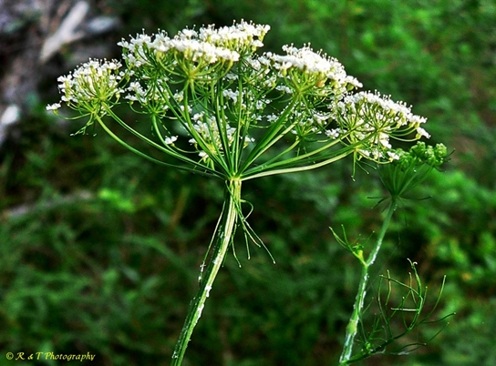 {Ptilimnium costatum}